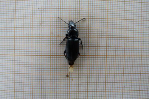 Pterostichus melanarius