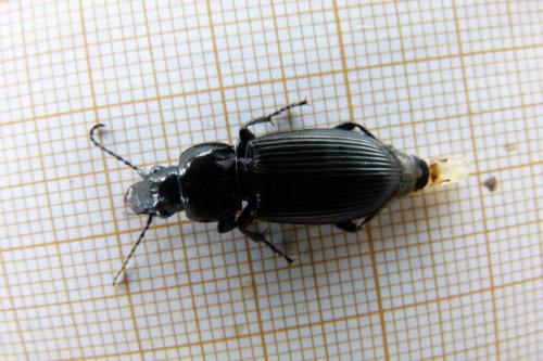 Pterostichus melanarius