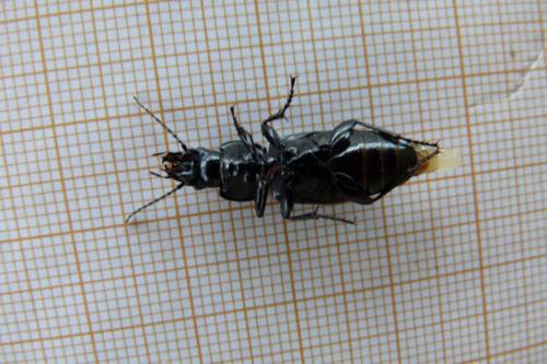Pterostichus melanarius