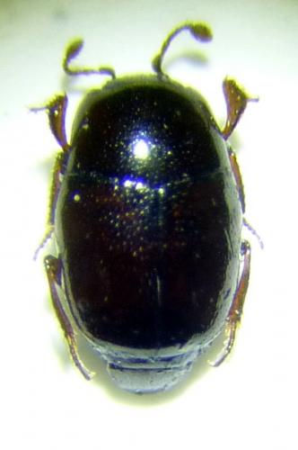 Réf. 143 744 : Halacritus punctum