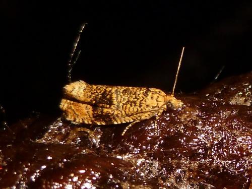 Celypha lacunana