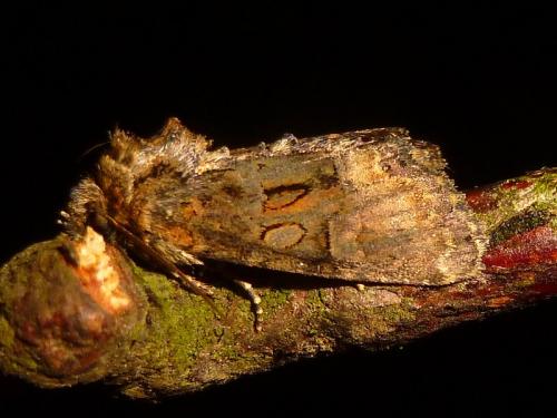 Réf. 143 419 : Oligia sp.