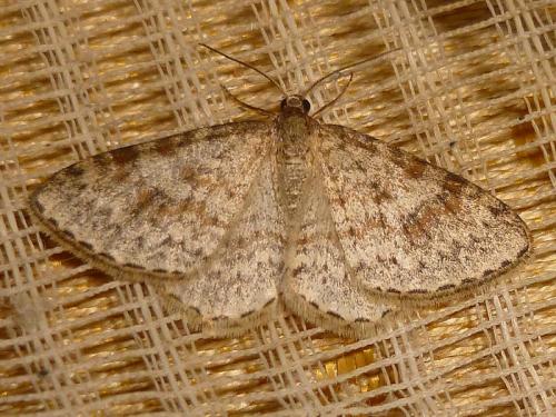 Réf. 143 217 : Hydrelia sylvata