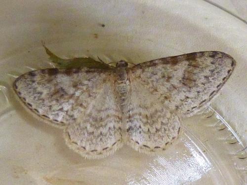 Réf. 143 198 : Hydrelia sylvata