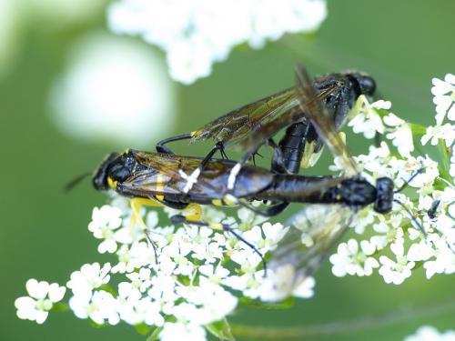 Réf. 143 073 : Macrophya montana