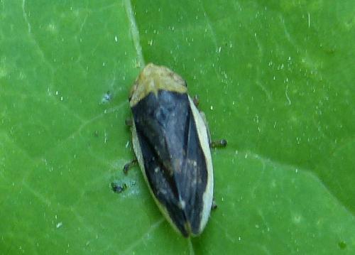 Philaenus spumarius