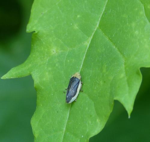Philaenus spumarius