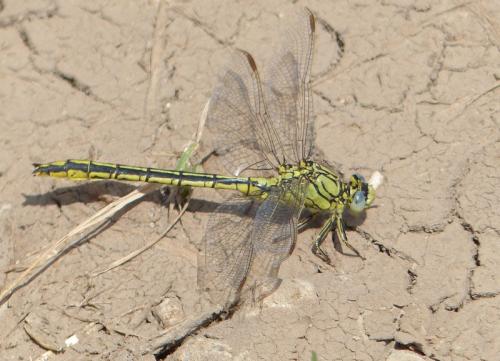 Gomphus pulchellus
