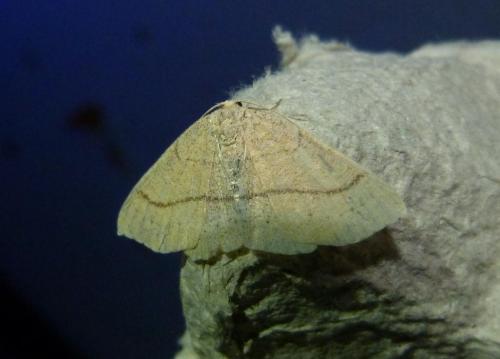 Réf. 143 669 : Cyclophora sp.