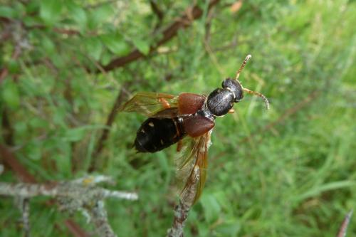 Réf. 143 492 : Staphylinus dimidiaticornis