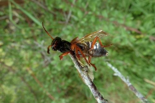 Staphylinus dimidiaticornis