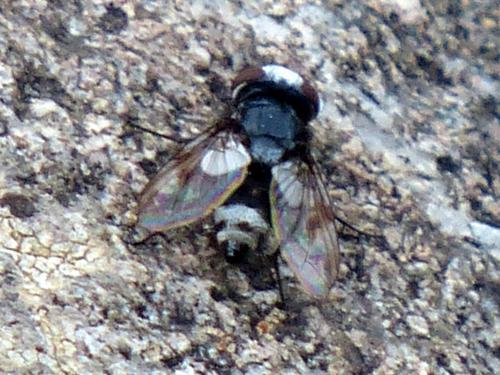 Sphenometopa eluta