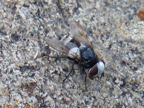 Sphenometopa eluta
