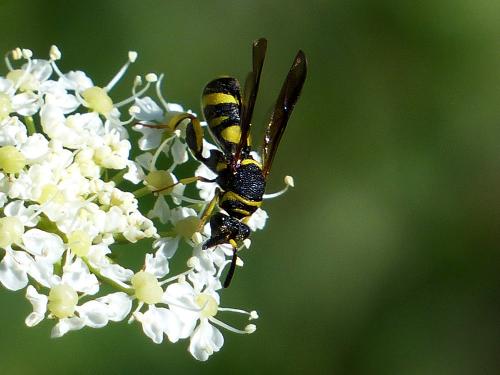Leucospis dorsigera