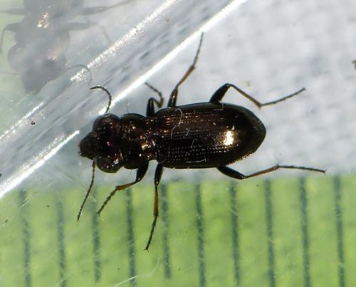 Notiophilus sp.