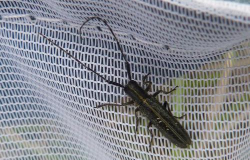 Agapanthia cardui
