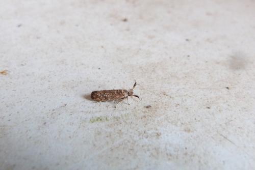 Réf. 143 617 : Ochsenheimeria taurella