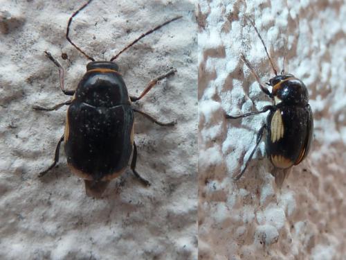 Réf. 143 051 : Cryptocephalus moraei