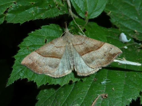 Réf. 143 047 : Hypena proboscidalis