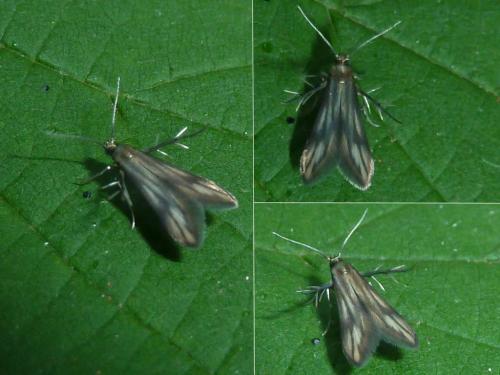 Réf. 143 045 : Schreckensteinia festaliella