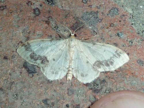 Idaea trigeminata