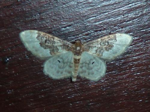Réf. 143 245 : Idaea rusticata