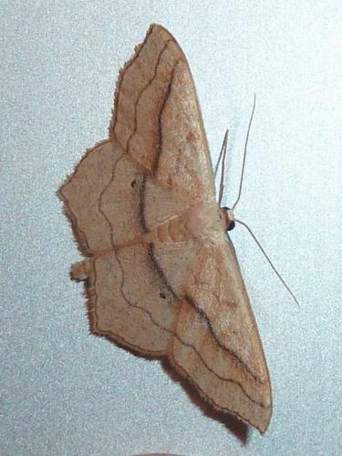Réf. 143 238 : Scopula imitaria