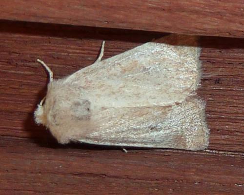 Photedes fluxa