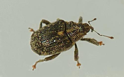 Réf. 143 996 : Ceutorhynchus pallidactylus