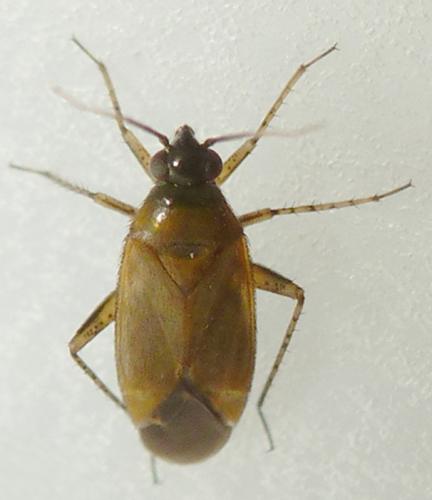 Réf. 143 869 : Plagiognathus arbustorum