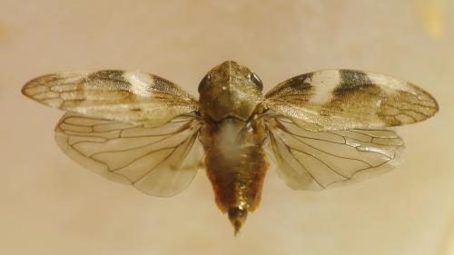 Aphrophora alni