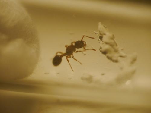Réf. 143 490 : Myrmica sp.