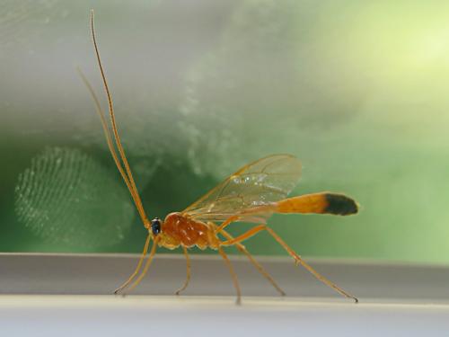 Réf. 143 747 : Enicospilus ramidulus