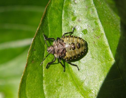 Réf. 143 659 : Pentatoma rufipes