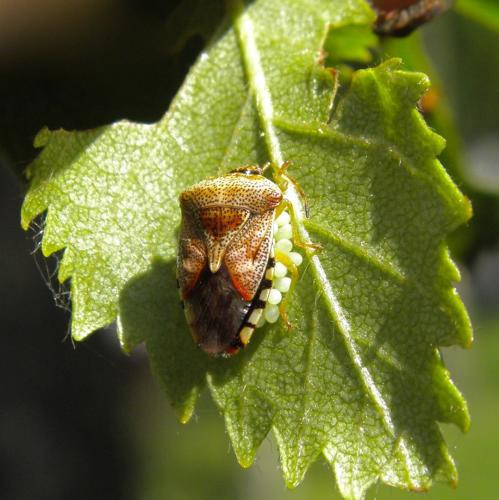 Réf. 143 660 : Elasmucha grisea