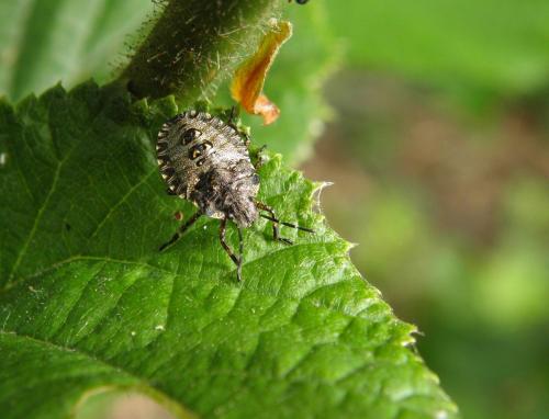 Pentatoma rufipes