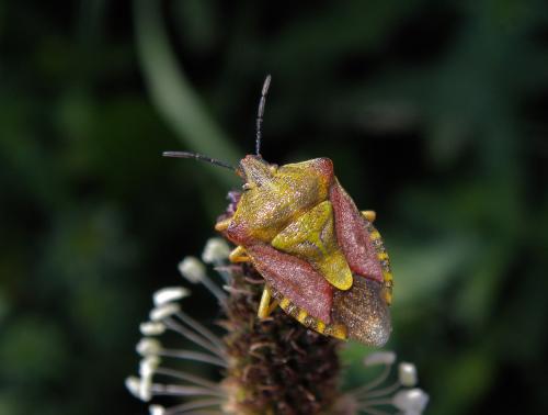 Réf. 143 017 : Carpocoris purpureipennis