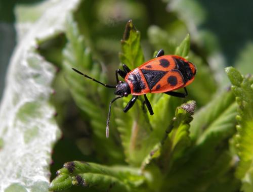 Réf. 143 392 : Pyrrhocoris apterus