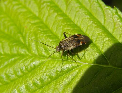 Réf. 143 588 : Polymerus sp.
