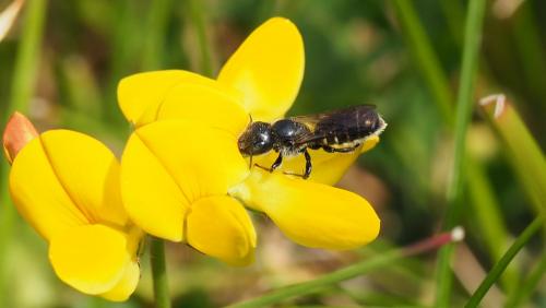 Réf. 143 453 : Hoplitis sp.