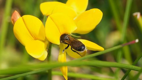 Réf. 143 454 : Hoplitis sp.
