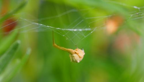 Uloborus walckenaerius