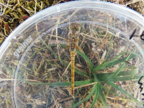 Sympetrum striolatum