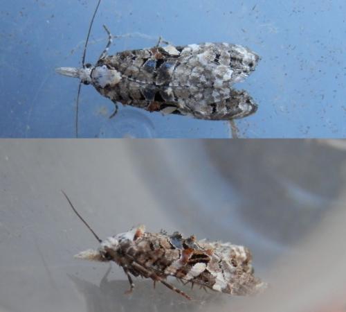 Phtheochroa rugosana