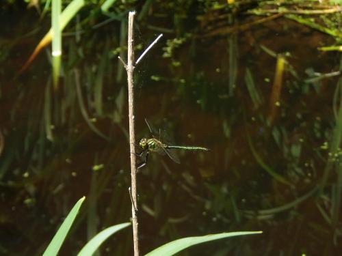 Somatochlora metallica
