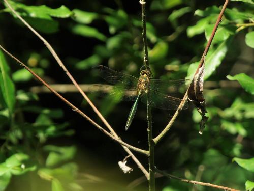 Somatochlora metallica