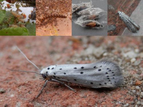 Yponomeuta padella