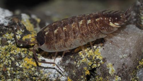 Réf. 143 370 : Porcellio spinicornis