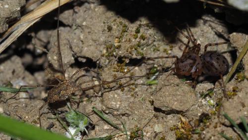 Scytodes thoracica