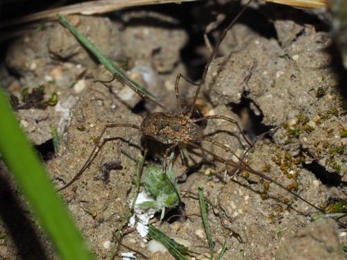 Phalangium opilio